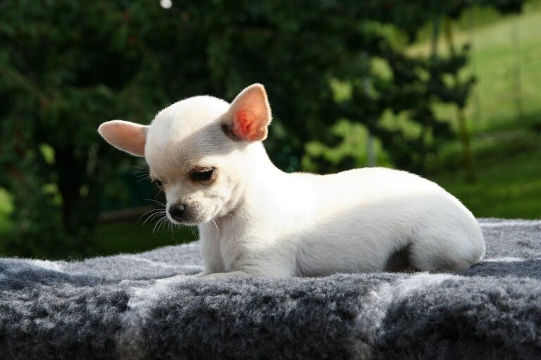 The Chihuahua: Tiny Napoleons with Attitude