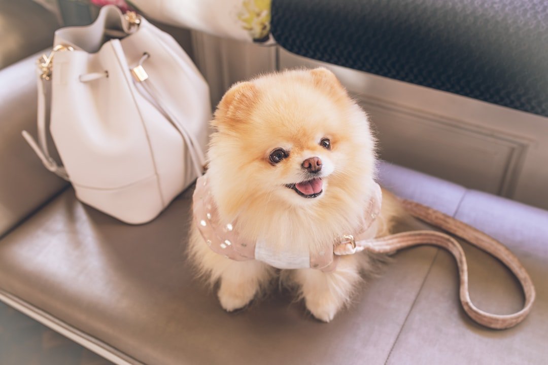 The Pomeranian: Fluffy Divas with Royal Expectations (image credits: unsplash)