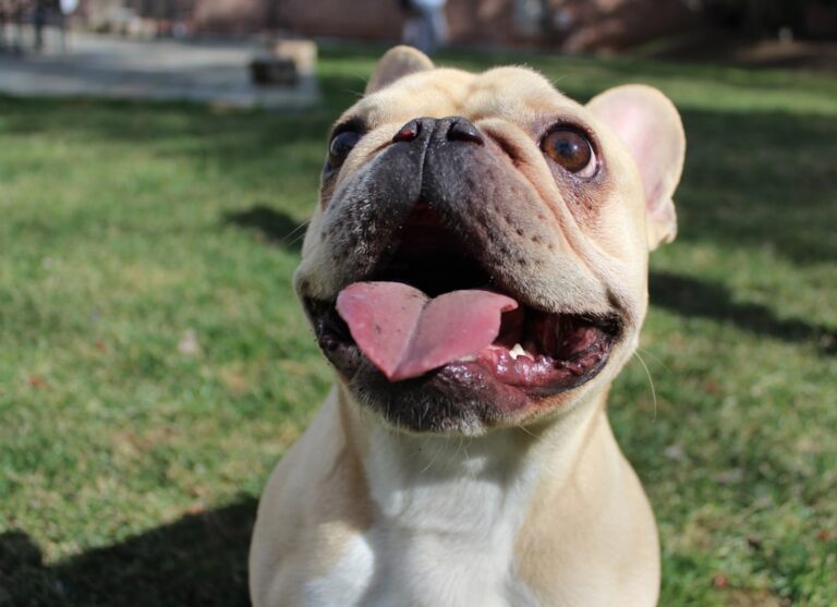 The French Bulldog: Snorty Stars with Expressive Faces