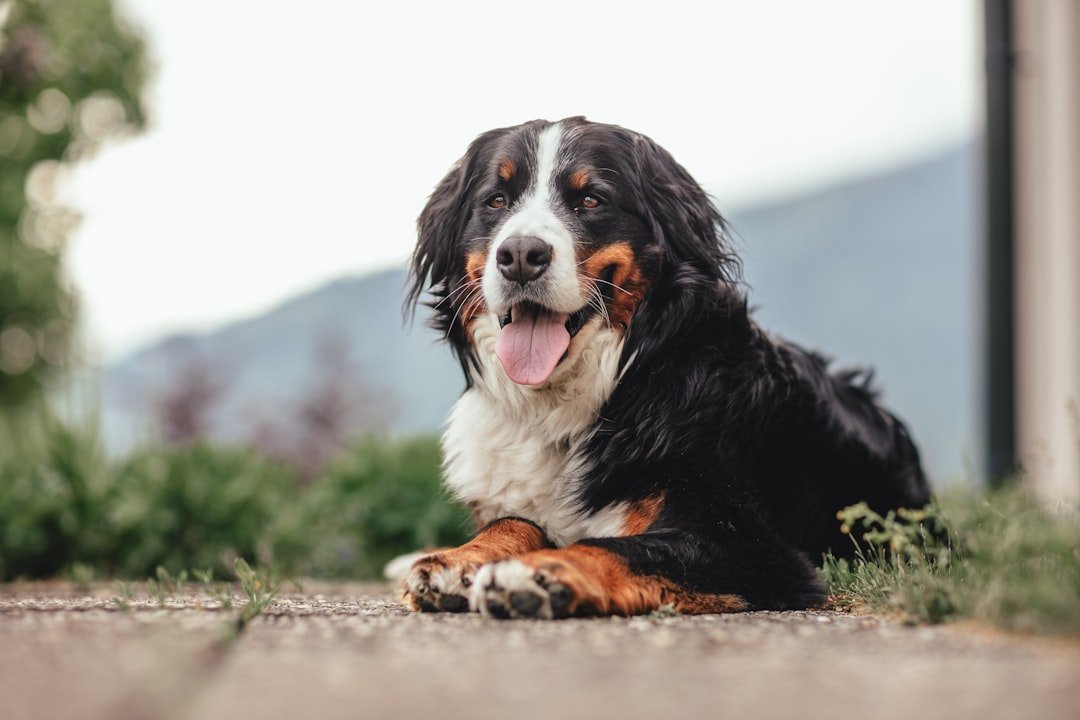 Bernese Mountain Dog - The Gentle Giant Who Stays Grounded (image credits: unsplash)