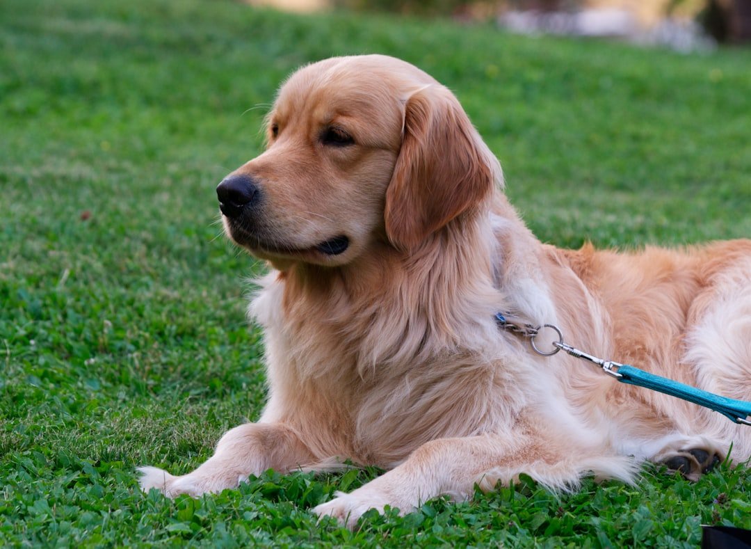 Golden Retriever - The Optimistic Worker Who Stays Positive Through Anything (image credits: unsplash)
