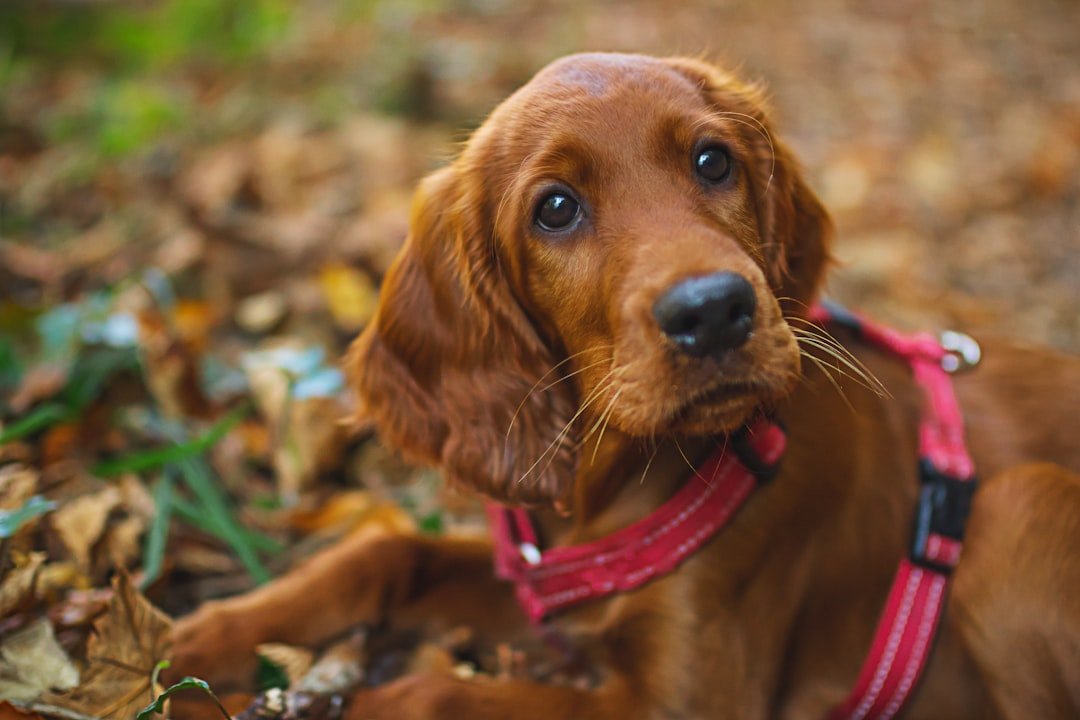 Irish Setter - The Composed Beauty Who Matures Into Serenity (image credits: unsplash)