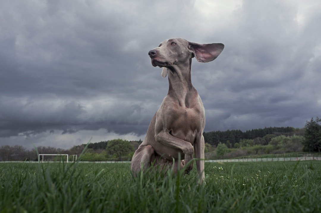 The Science Behind Canine Calmness During Storms (image credits: unsplash)