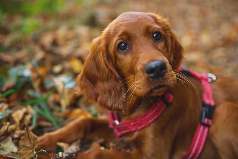 10 Relaxed Dog Breeds Who Aren't Scared of Fireworks and Thunderstorms