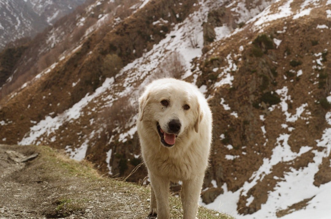 Great Pyrenees: The Mountain's Guardian Angel (image credits: unsplash)