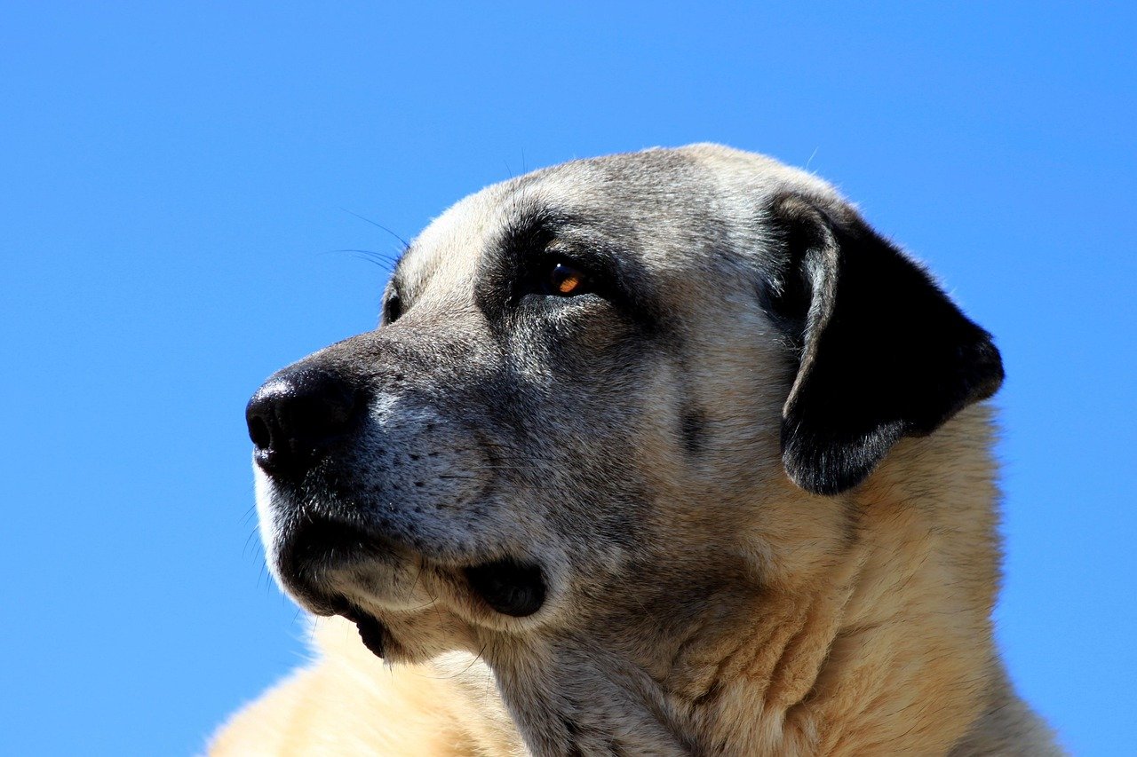 Kangal: The Turkish Titan (image credits: pixabay)