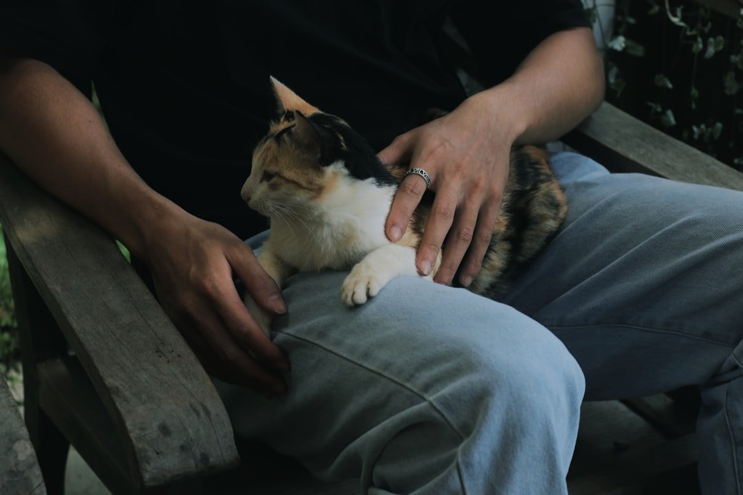 Their Kneading Behavior is Reserved for Your Lap (image credits: unsplash)