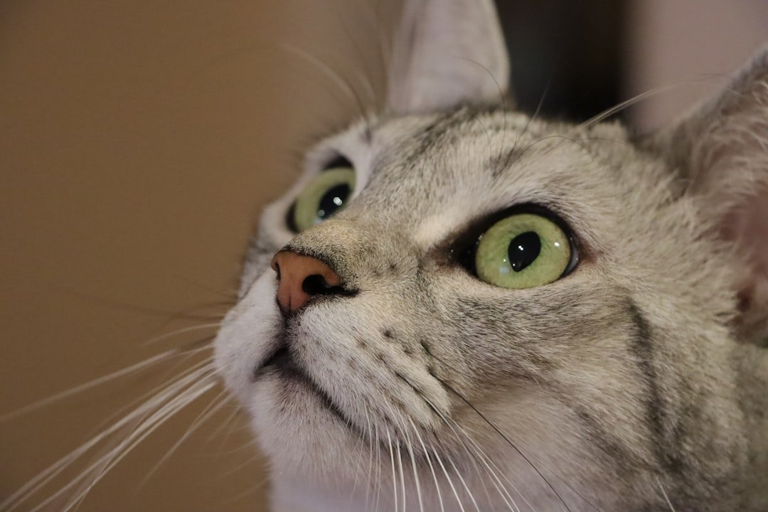 The Slow Blinks Come Out Only for You (image credits: unsplash)