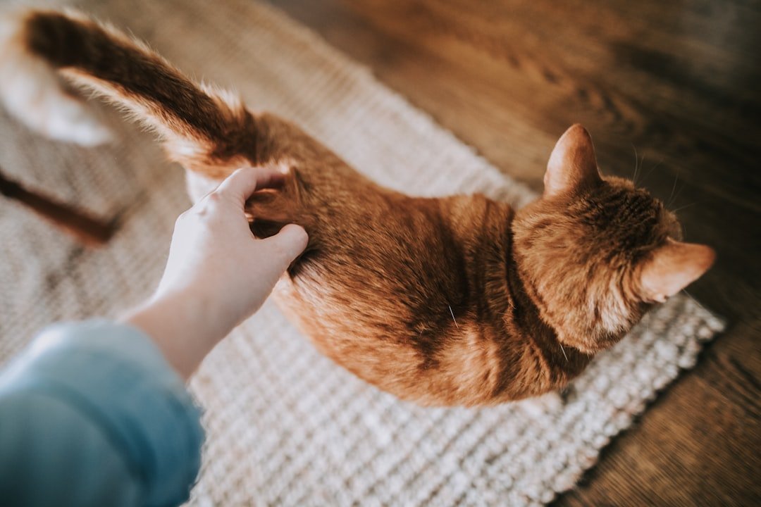 Their Tail Tells a Different Story with You (image credits: unsplash)