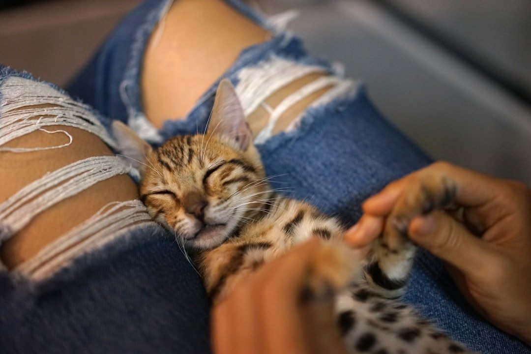 Your Lap Becomes the Only Acceptable Resting Spot (image credits: unsplash)