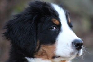 The Telltale "Whale Eye" – When Those Puppy Dog Eyes Aren't So Sweet