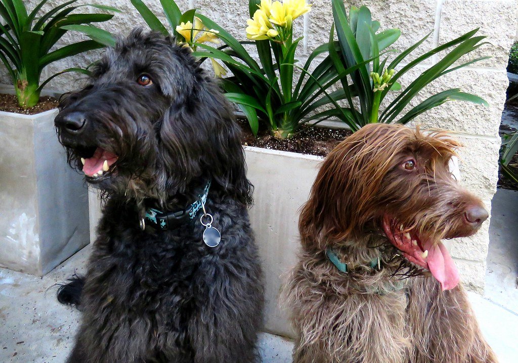 Turning Away – The Canine Cold Shoulder (image credits: flickr)