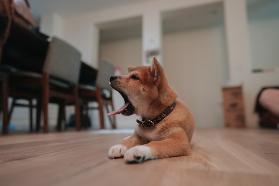 Yawning When They're Wide Awake (image credits: unsplash)