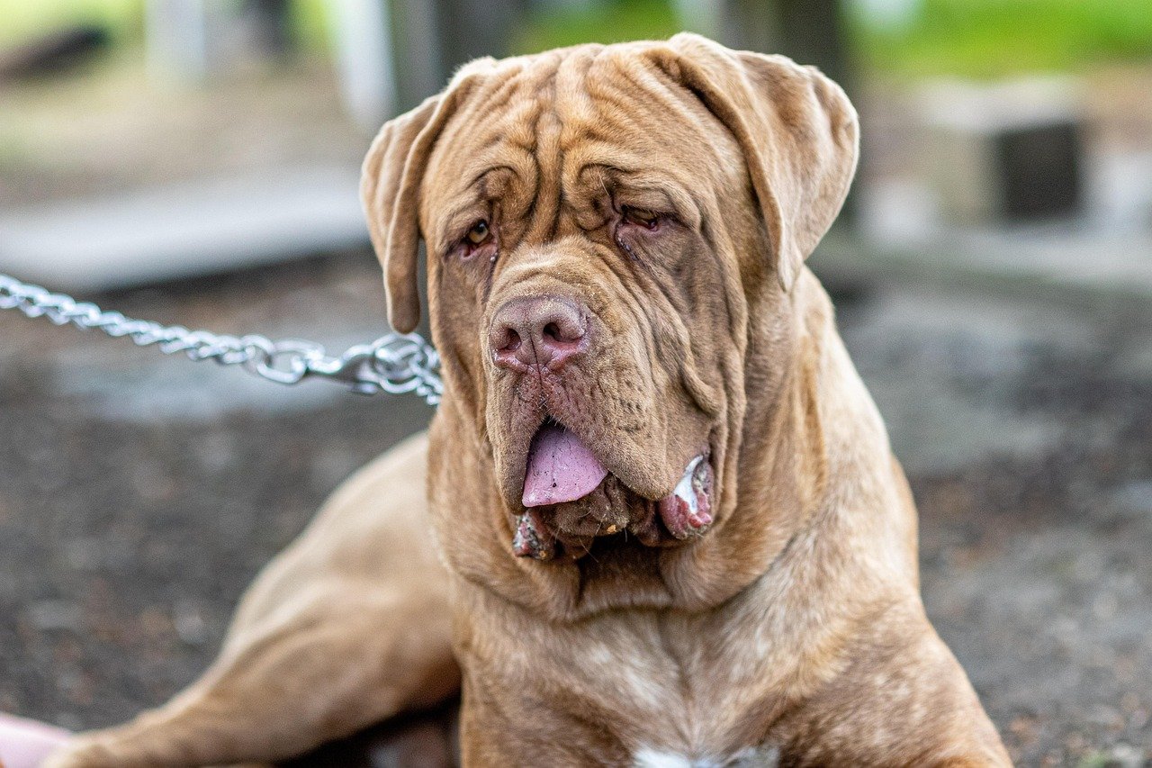 Spanish Mastiff - The Iberian Wall (image credits: pixabay)