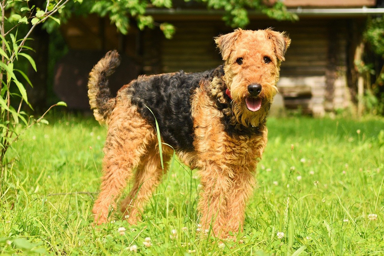 Airedale Terrier - The Unexpected Warrior (image credits: pixabay)