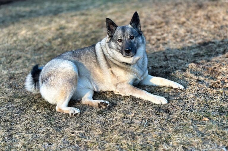 The Norwegian Elkhound: Tracker of Winter Spirits