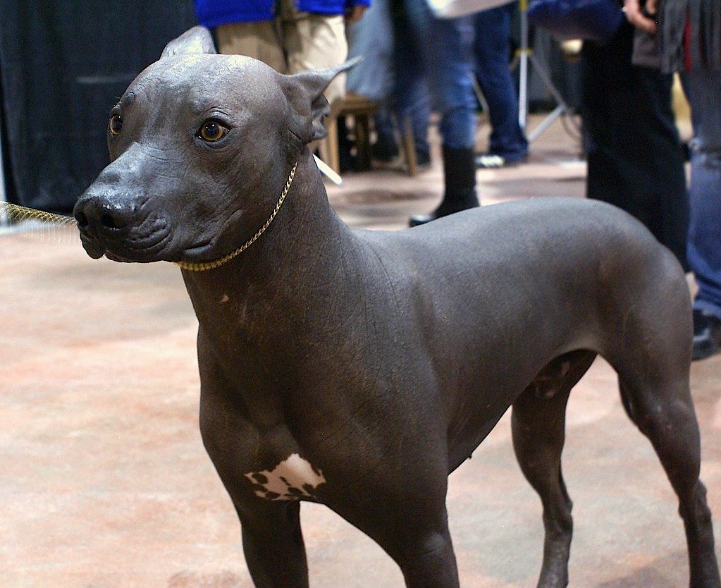 Xoloitzcuintli: Guide for Souls Between Worlds (image credits: flickr)