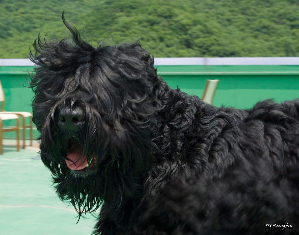 Black Russian Terrier: Stalker of Shadow Creatures (image credits: flickr)