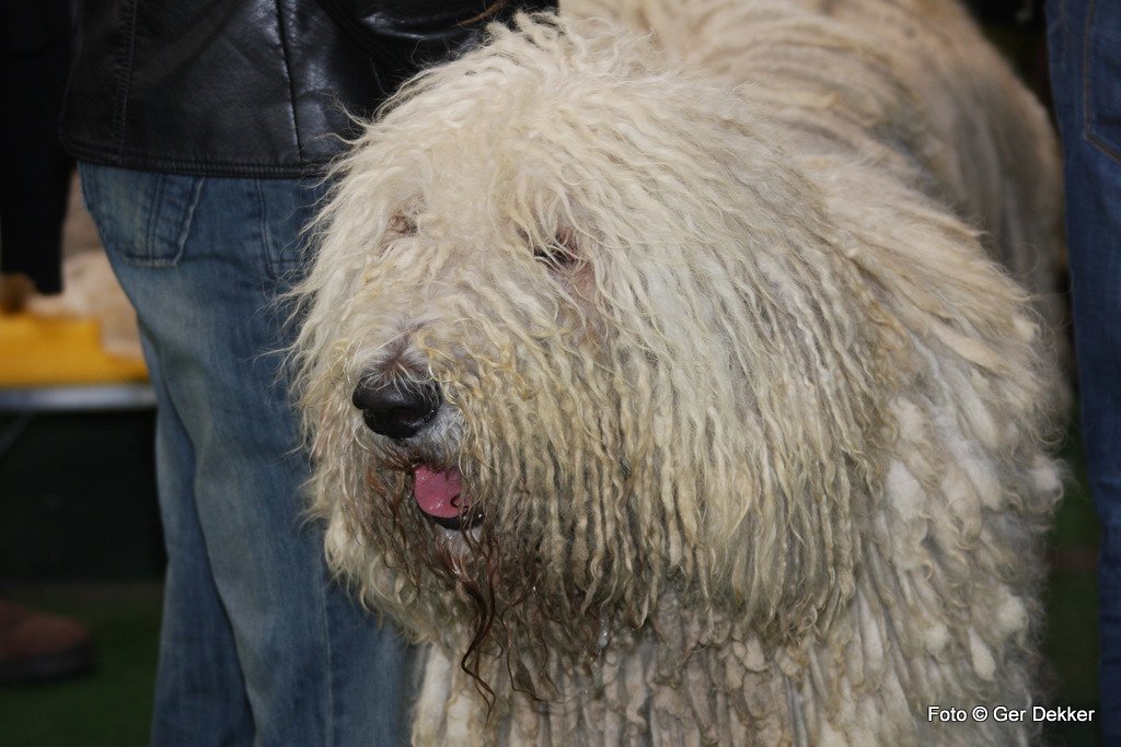 Komondor: Protector Against Shape-Shifters (image credits: flickr)