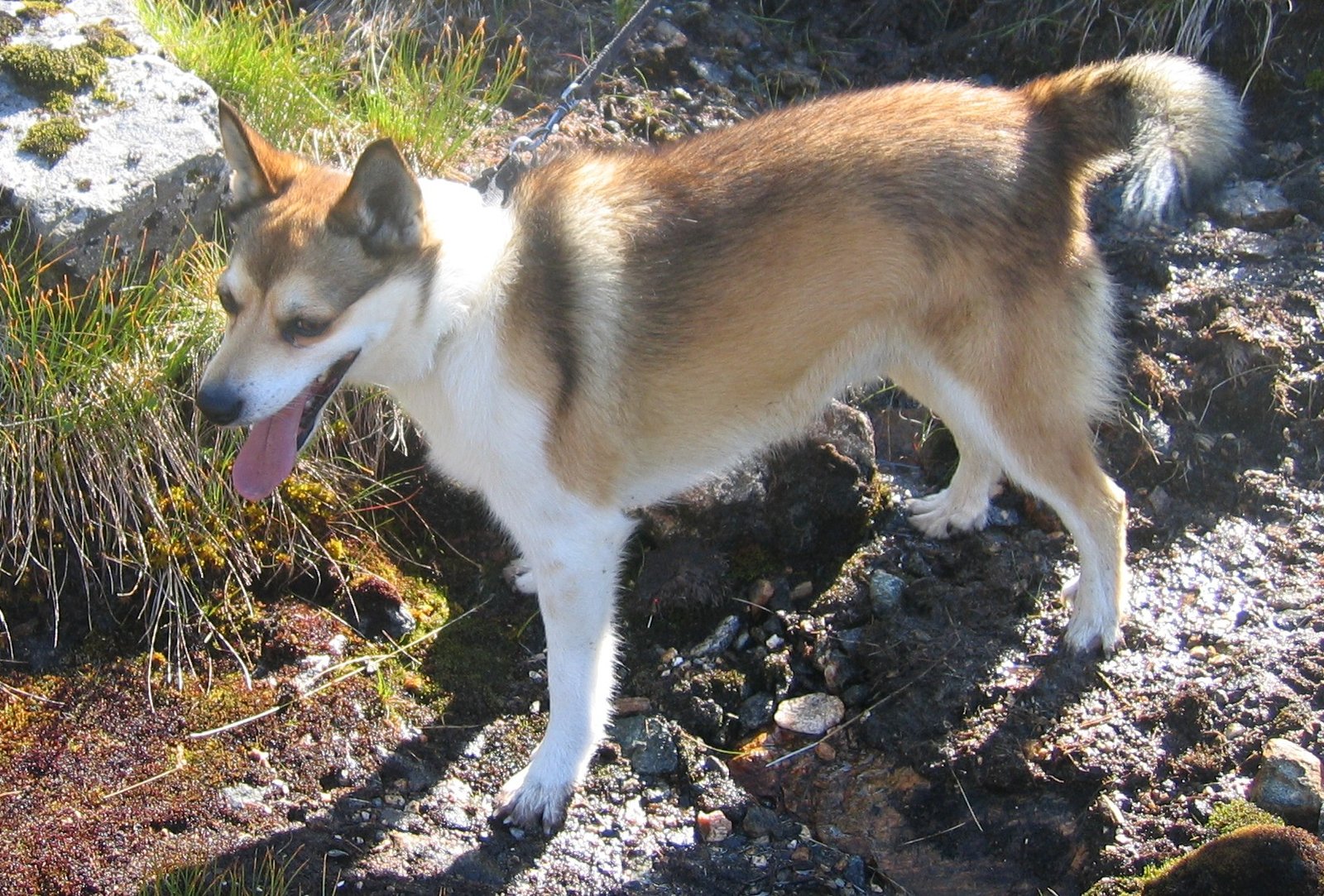 Lundehund: Climber After Cliff Spirits (image credits: By Andrva, CC BY-SA 3.0, https://commons.wikimedia.org/w/index.php?curid=4634112)