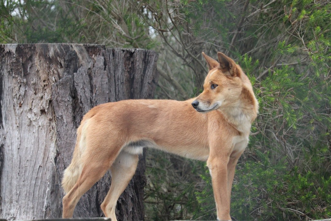 Carolina Dog: Tracker of Forest Phantoms (image credits: unsplash)