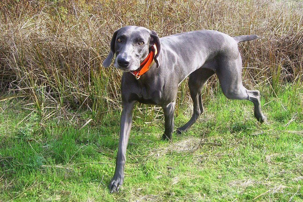 Weimaraners: The Determined Hunters (image credits: flickr)