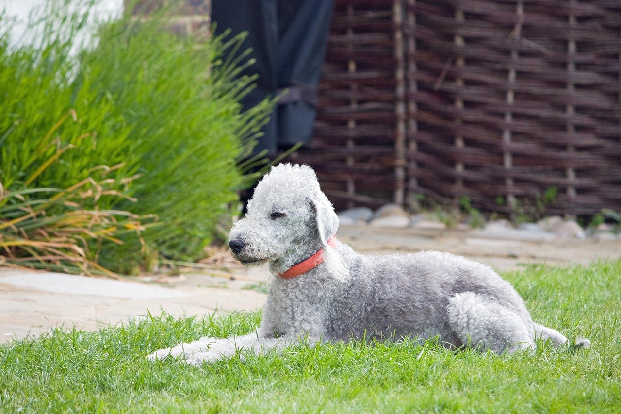 Bedlington Terriers: The Alert Guardians (image credits: pixabay)