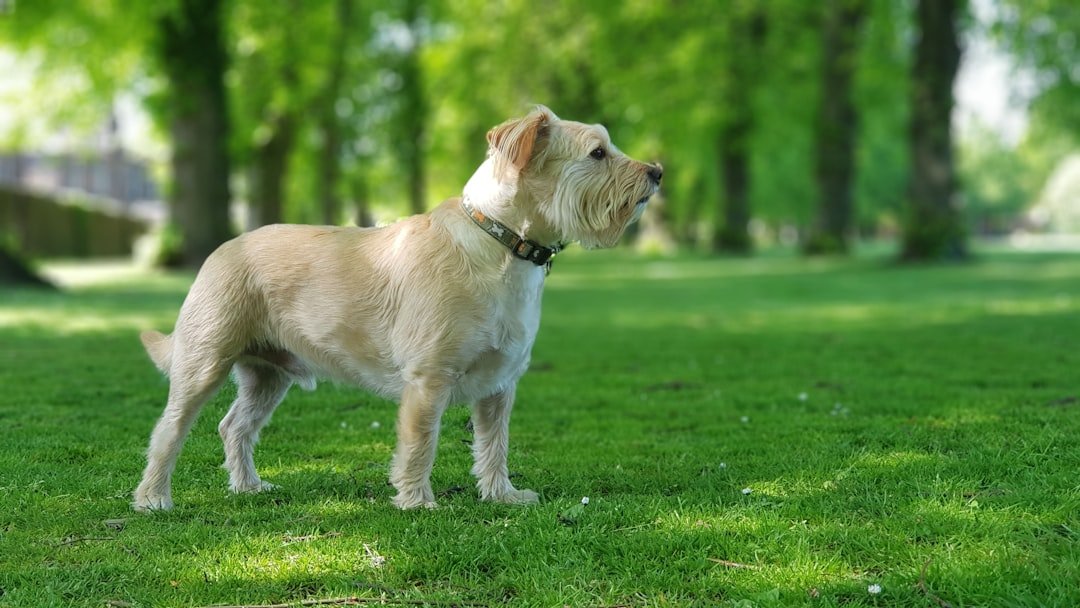 Yorkshire Terriers: The Tiny Troublemakers (image credits: unsplash)