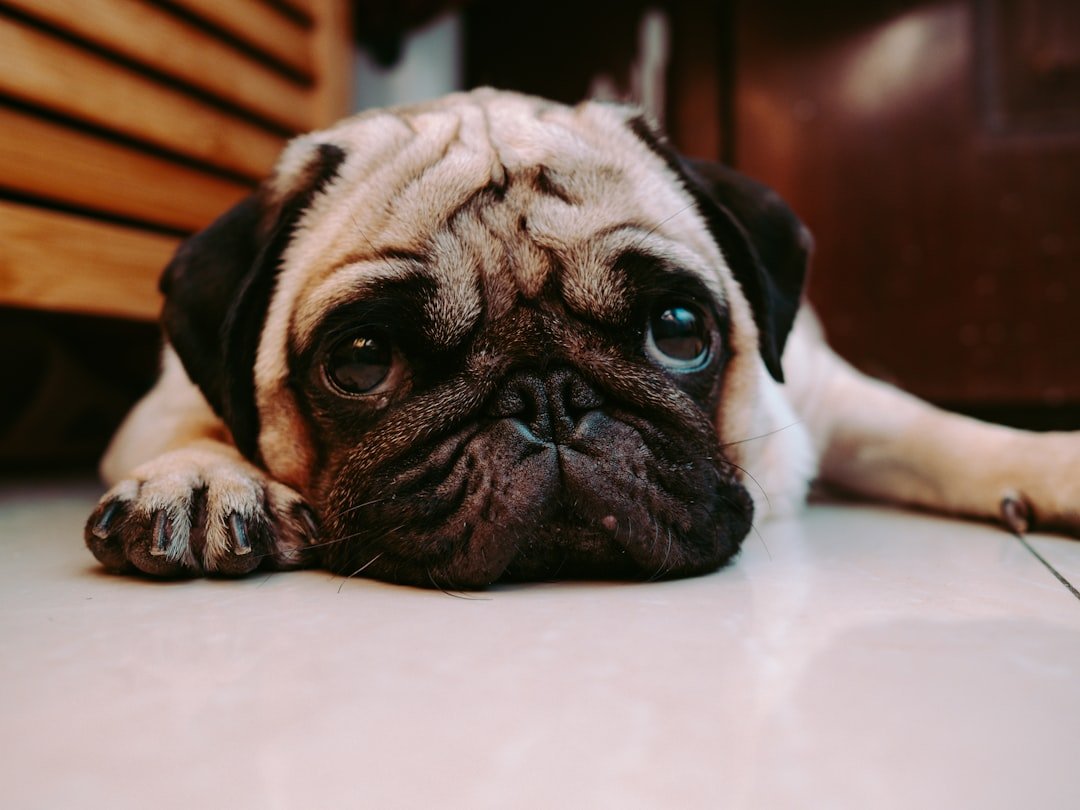 Pugs - Those Adorable Bug Eyes Come With a Price (image credits: unsplash)