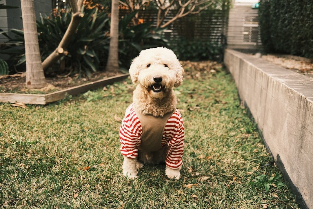 Goldendoodles - The Designer Dog Myth (image credits: unsplash)