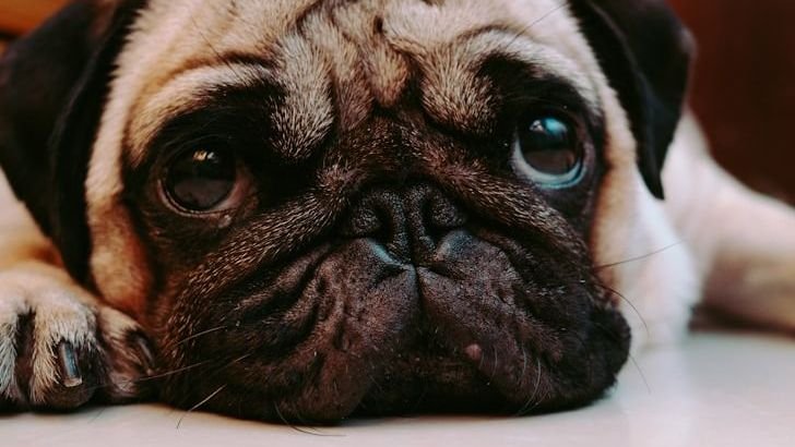 10 Dog Breeds Gaining Popularity Despite Health Experts Begging You Not To