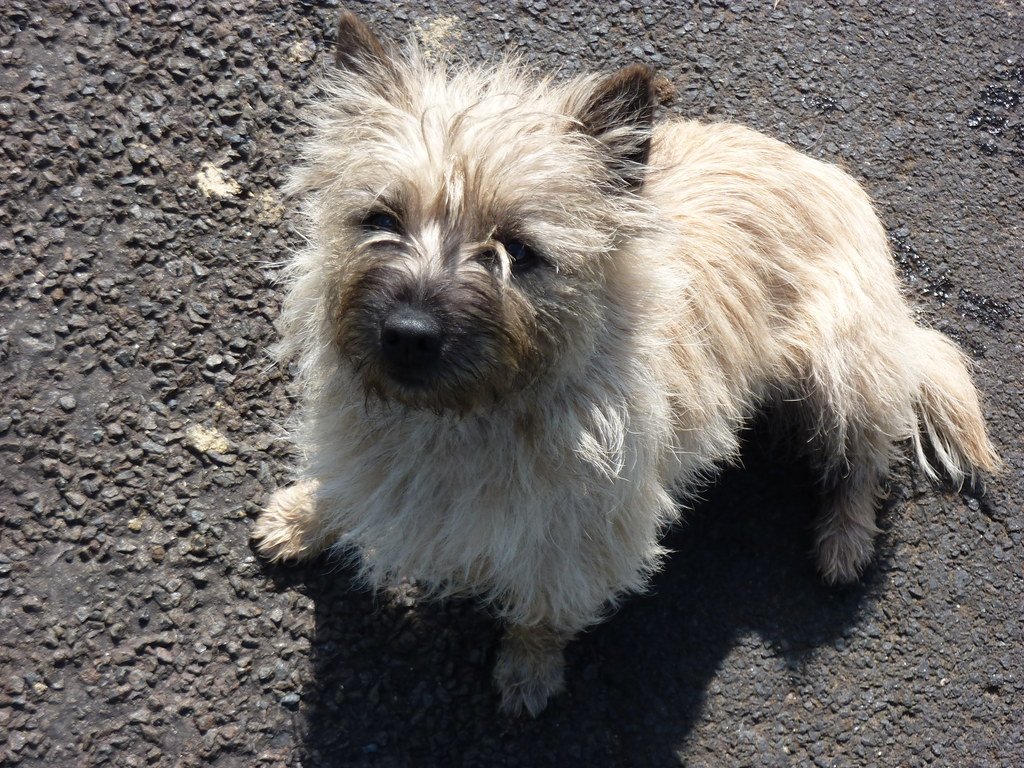 They Demand Your Attention on Their Terms (image credits: flickr)