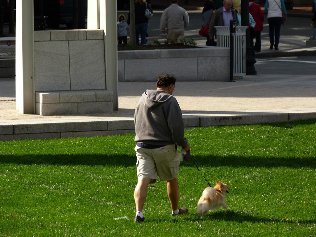 Your Dog Pulls You Around on Walks (image credits: flickr)