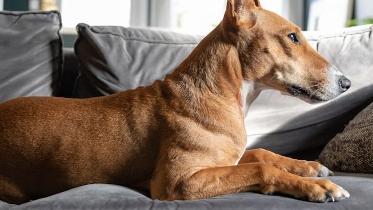 8 Signs Your Dog Thinks You’re Not the Leader of the Pack