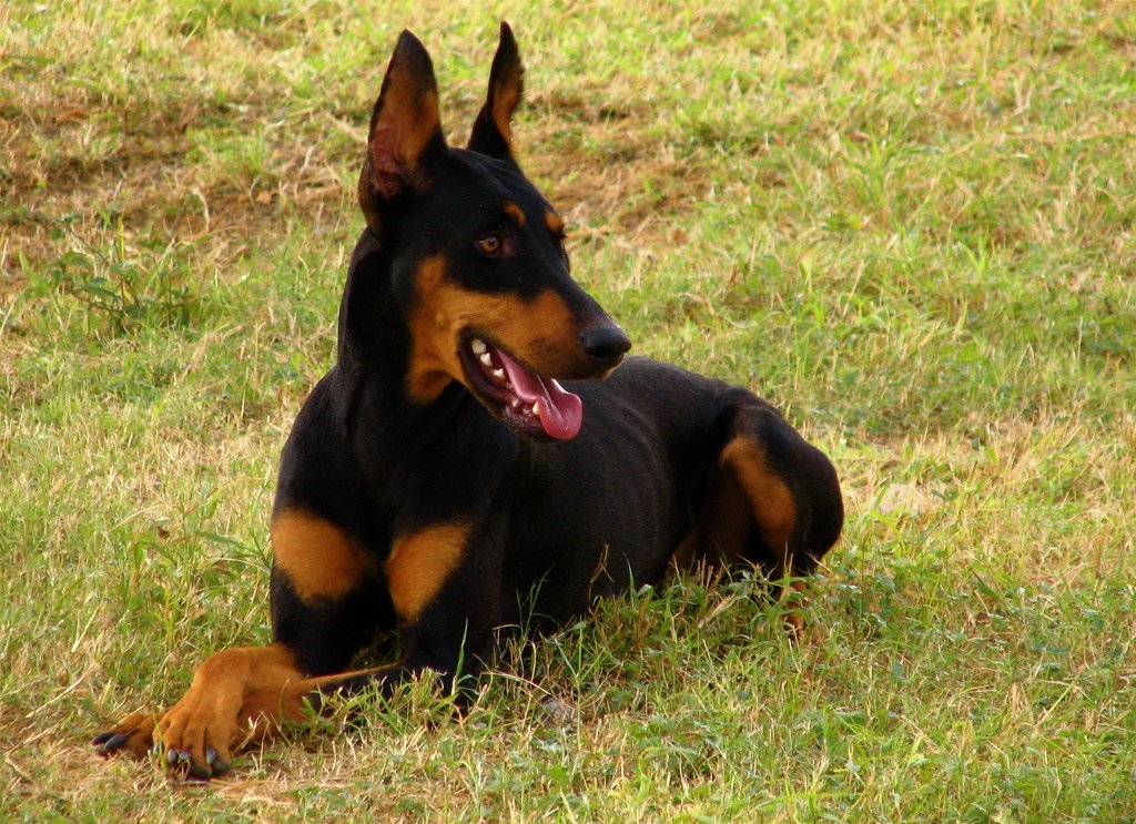 Doberman Pinscher - The Fearless Protector (image credits: flickr)