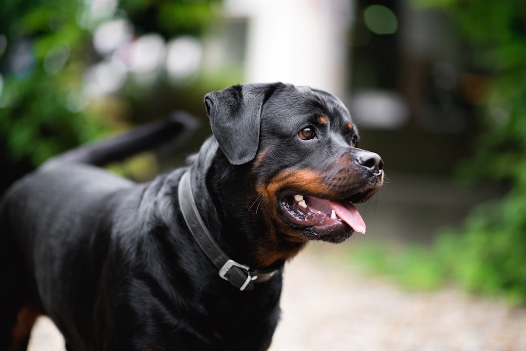 Rottweiler - The Devoted Defender (image credits: unsplash)