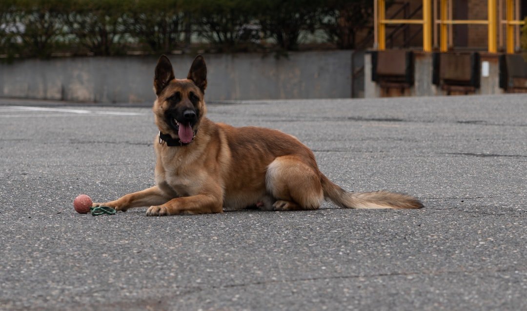 Belgian Malinois - The Elite Protector (image credits: unsplash)