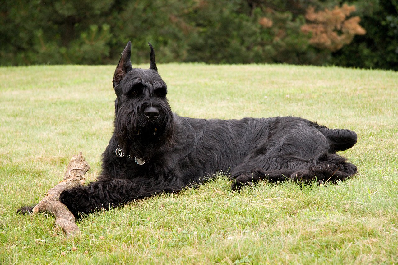 Giant Schnauzer - The Bearded Guardian (image credits: wikimedia)