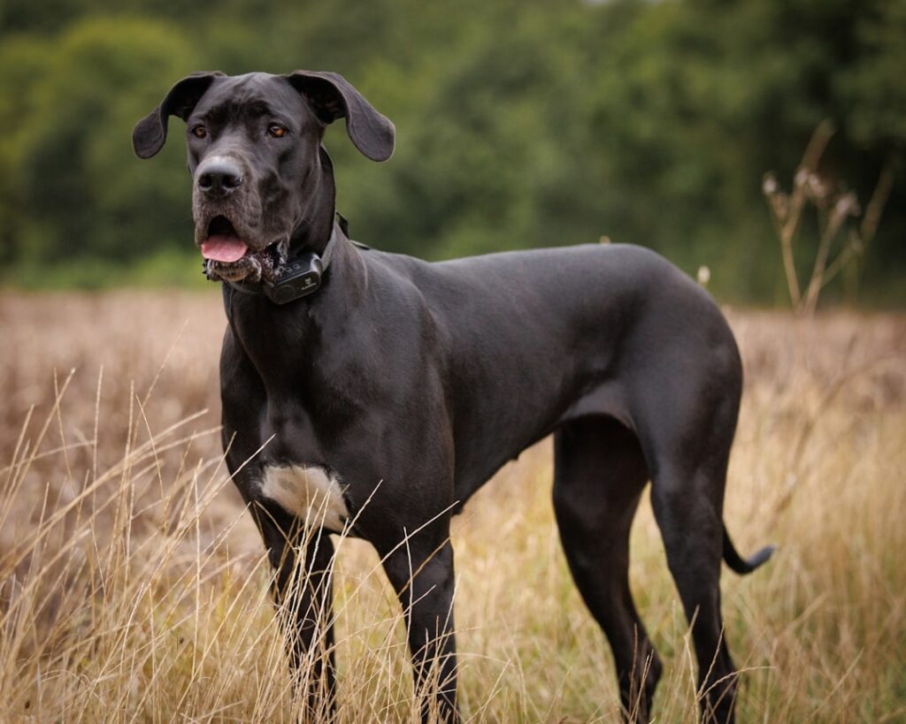 Great Dane - The Gentle Giant Guardian