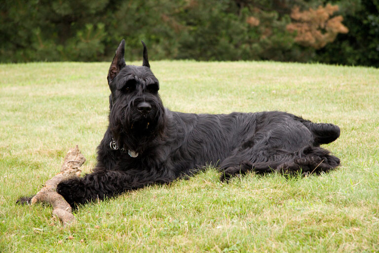 10 Dogs That Will Always Protect Their Favorite Person