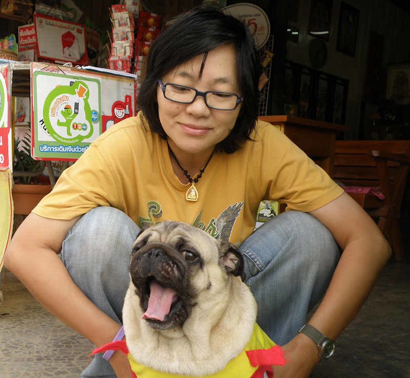 Pug: The Cheerful Spirit Lifter (image credits: flickr)