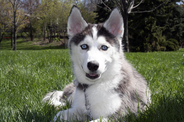10 Breeds That Will Test Your Cleaning Skills Daily