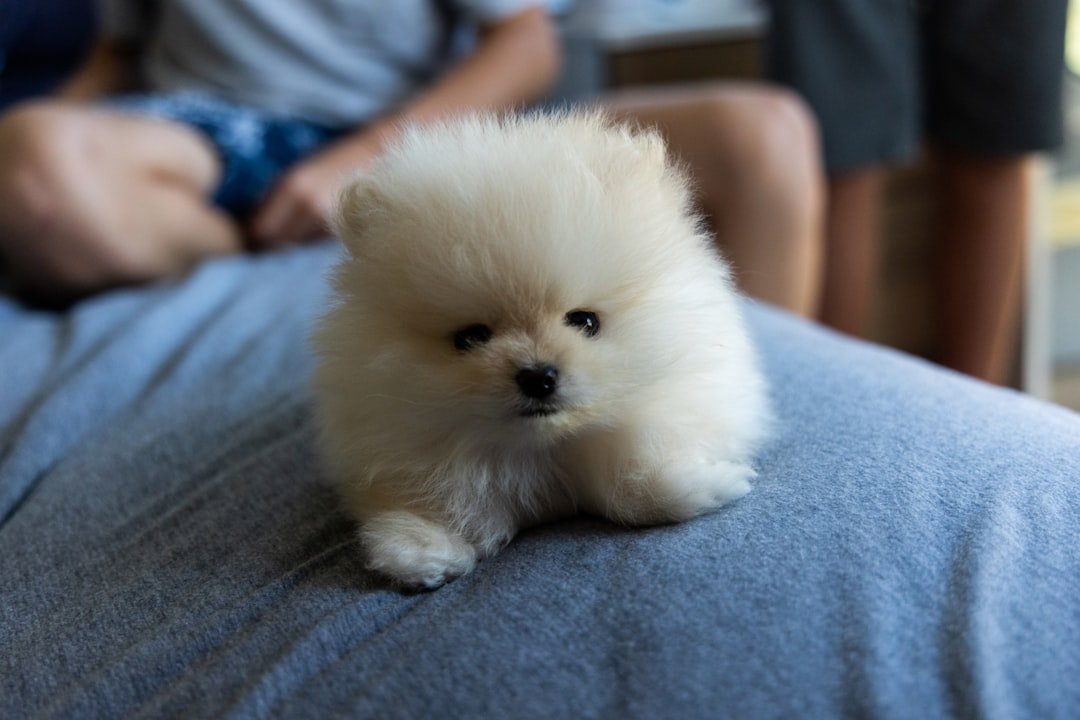 Pomeranian - Tiny Dog, Big Personality Problems (image credits: unsplash)