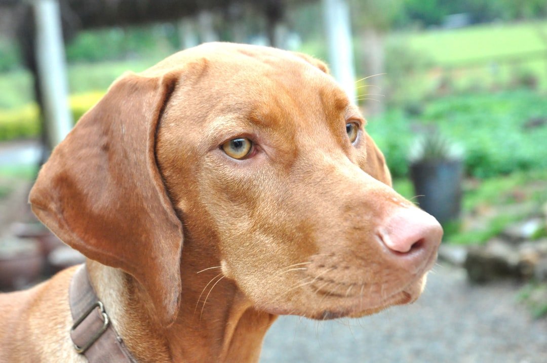 Vizsla: The Hungarian Velcro Dog (image credits: unsplash)