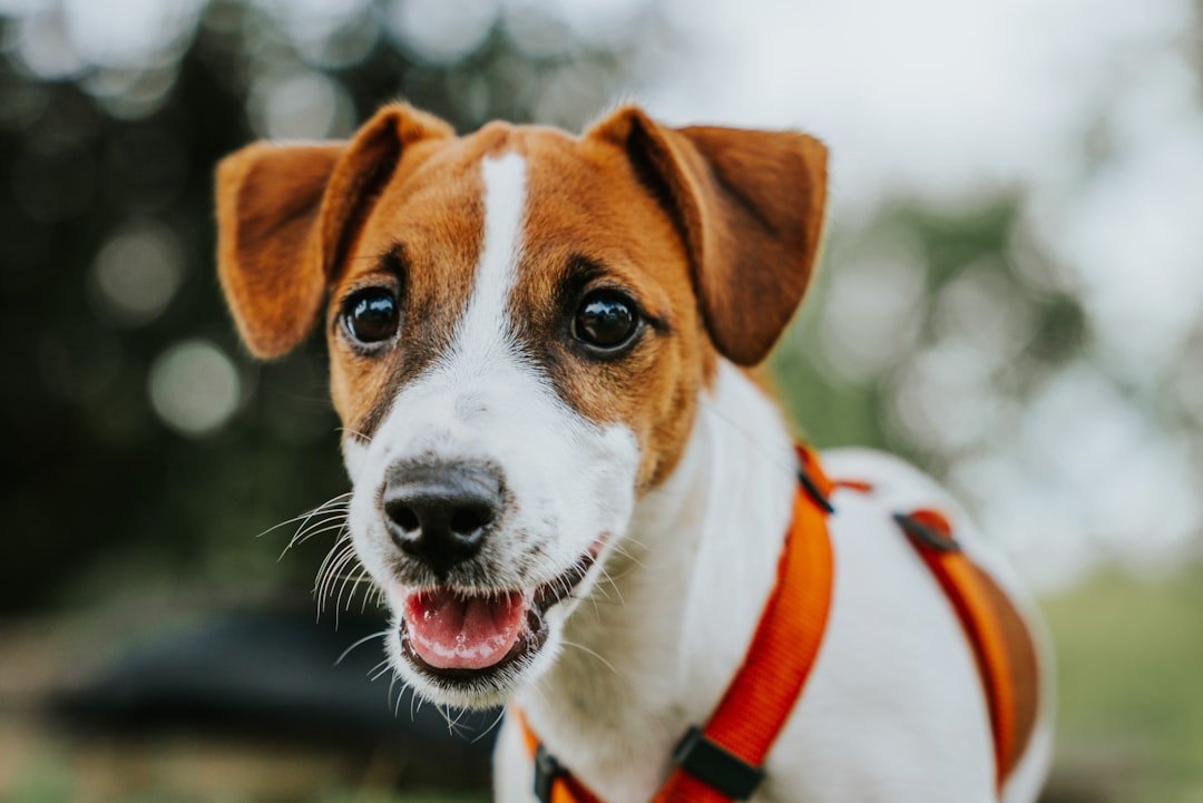 Jack Russell Terrier: The Energetic Attention Seeker (image credits: unsplash)