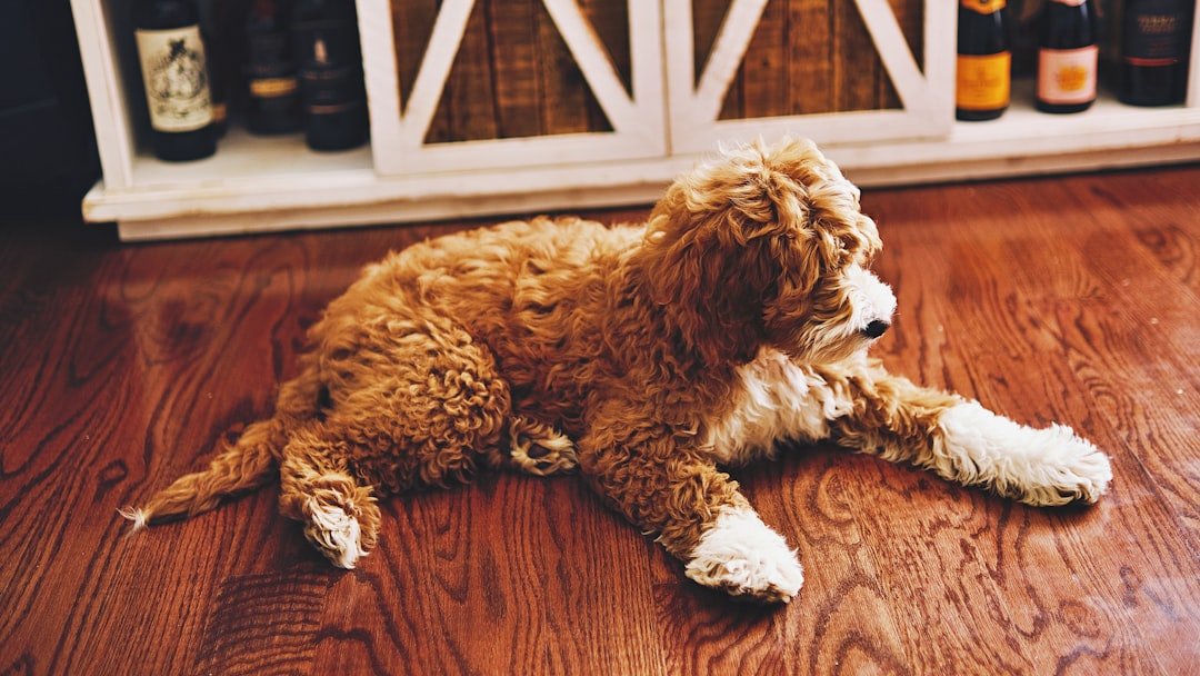 10 Dog Breeds That Can’t Handle Being Ignored for a Minute
