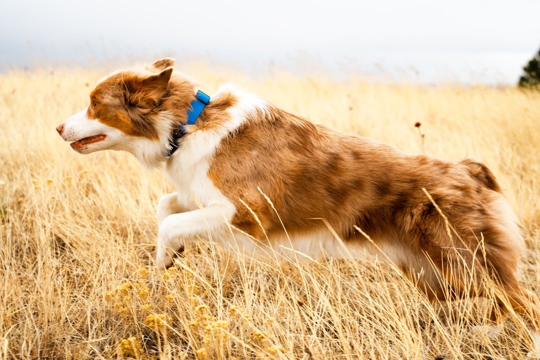 Australian Shepherds - The Versatile Mountain Companions (image credits: unsplash)