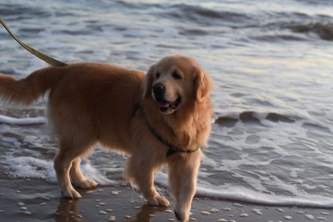 Golden Retrievers - The Water-Loving Adventurers (image credits: unsplash)