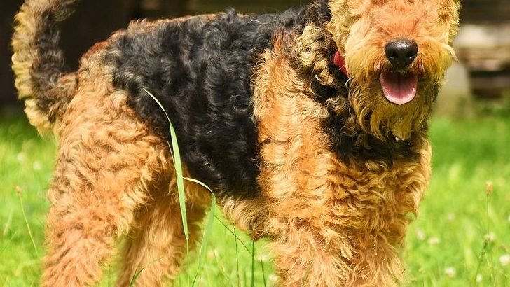 The Best Dog Breeds for Outdoor-Loving Families in the Pacific Northwest