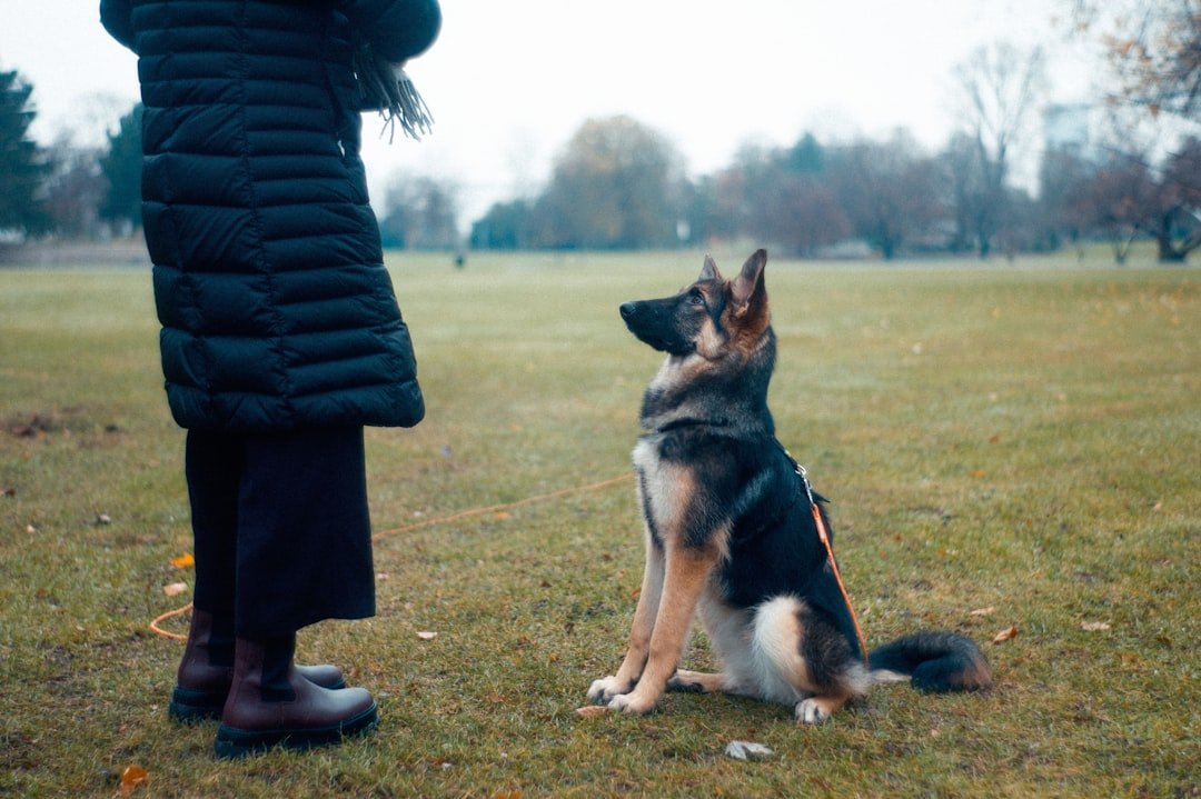 German Shepherd - The Eager Student (image credits: unsplash)